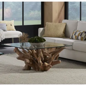One Solid Teak Root Glass Top Coffee Table Modus
