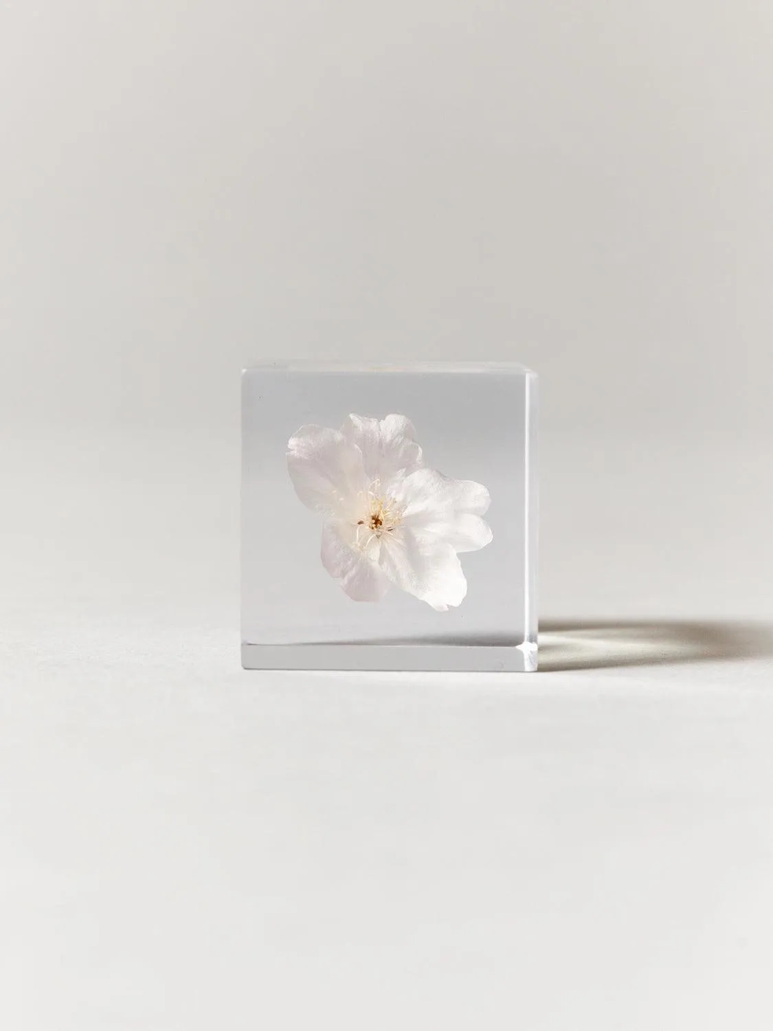 Sola Cube - Cherry Blossom (Sakura)