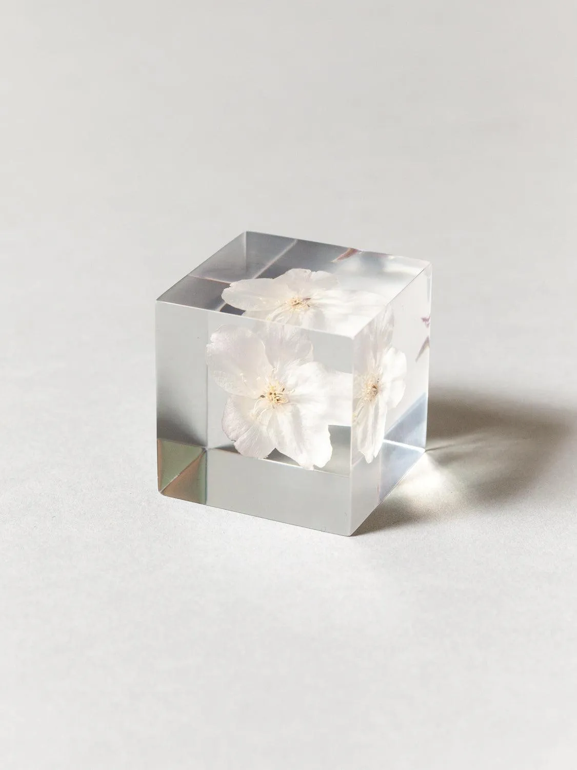 Sola Cube - Cherry Blossom (Sakura)