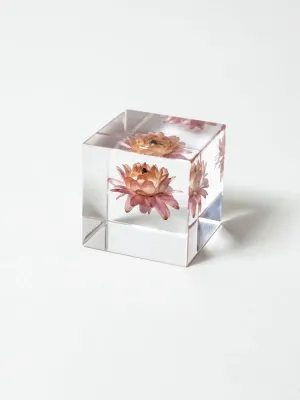 Sola Cube - Strawflower (Kaigaraso)